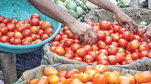 the-lowest-price-of-tomatoes-in-one-day-is-that-much-per-kilo-read-now